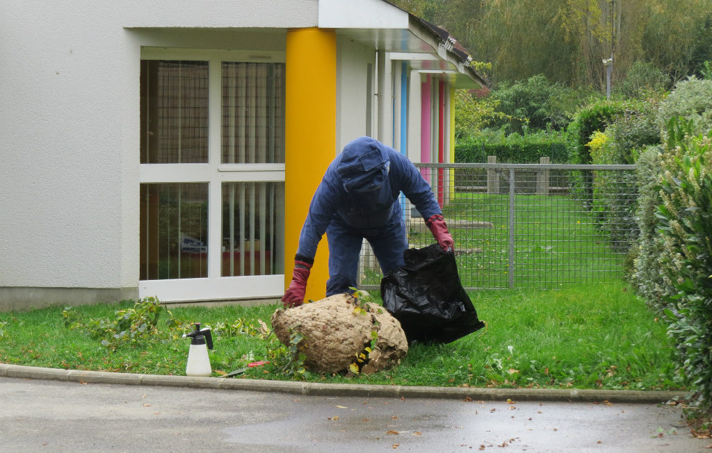 Lire la suite à propos de l’article Lutter efficacement contre les frelons asiatiques